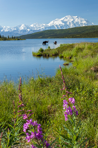 Two bull moose feeding in Wonder Lake with Denali in the background, Denali National Park, Alaska.