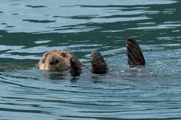 istock Sea otter sinking out of sight. 628619216