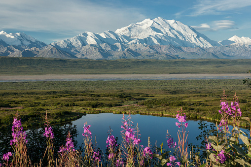 Denali and Fireweed, Denali National Park, Alaska