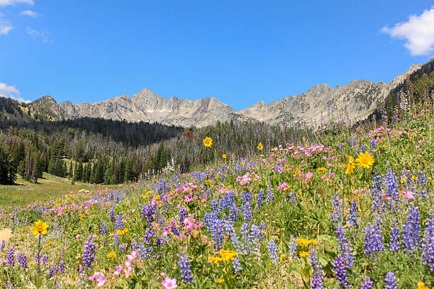 Wildflowers at Beehive Basin, Montana stock photo