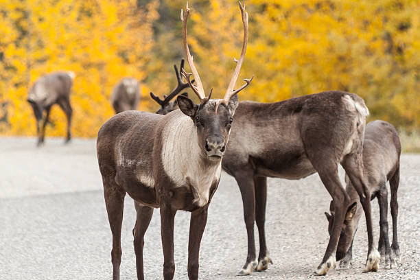 Roadside caribou in Stone Mountain Provicial Park, Canada