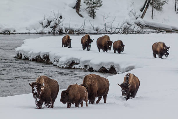 Bison on the Madison River in Winter, Yellowstone National Park. stock photo