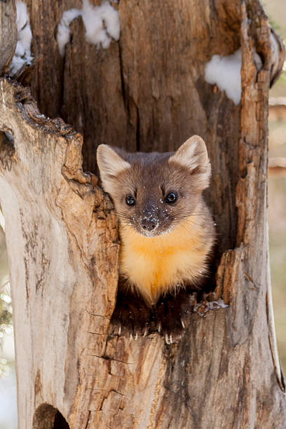 Curious pine marten checking out his audience just outside Yello stock photo