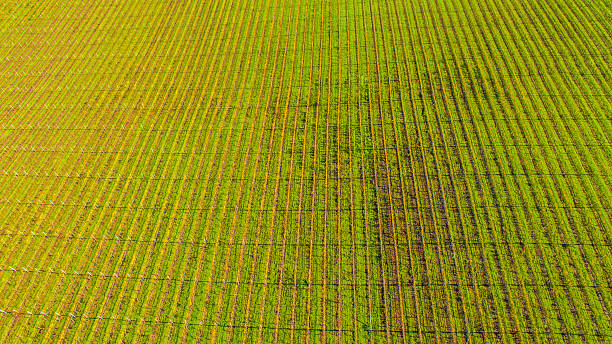 istock Vineyards Rows in Napa Valley, Northern California 628647448