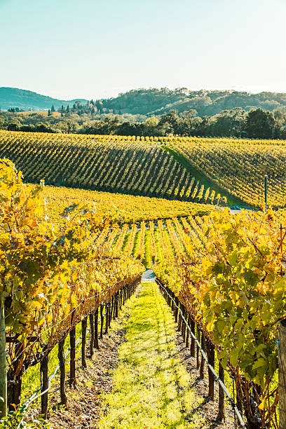 vineyards in napa valley, northern california - napa valley vineyard autumn california imagens e fotografias de stock