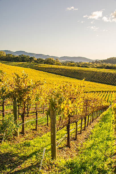 istock Vineyards in Napa Valley, Northern California 628647638