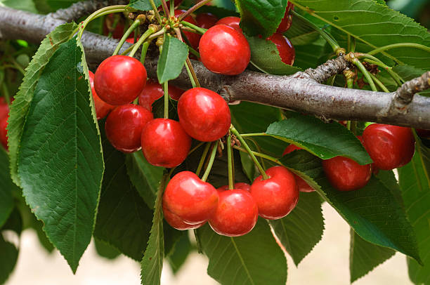 istock Close-up of Ripening Cherries On Tree 628648146