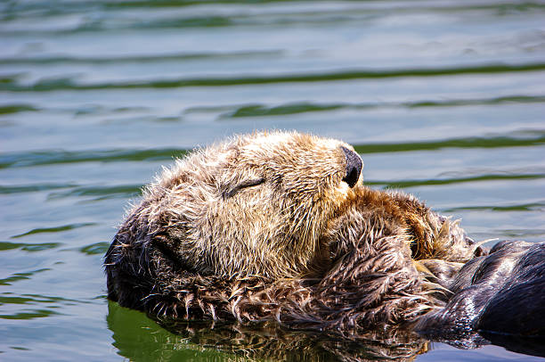istock Wild Sea Otter Resting in Calm Ocean Water 628648356