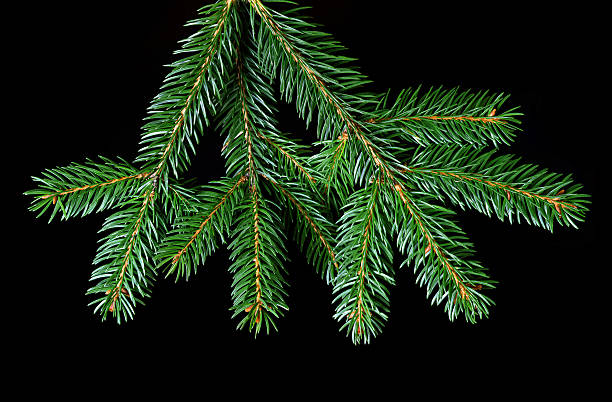 istock Green fir branch 628648502