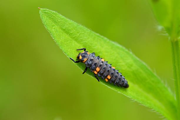 larvae coccinella - larva foto e immagini stock