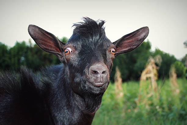 Surprised and serious black goat on the green grass. Stare wide-eyed brown. Pop-eyed.