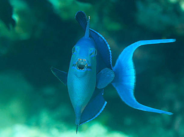 Niger Triggerfish (Odonus niger) swimming over corals of Bali Odonus niger also known as the Red-toothed triggerfish is a triggerfish of the tropical Indo-Pacific area, the sole member of its genus odonus niger stock pictures, royalty-free photos & images