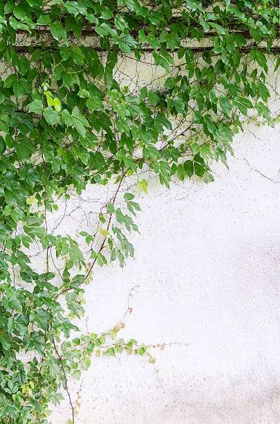 istock ivy leaves isolated on a white background 628649942