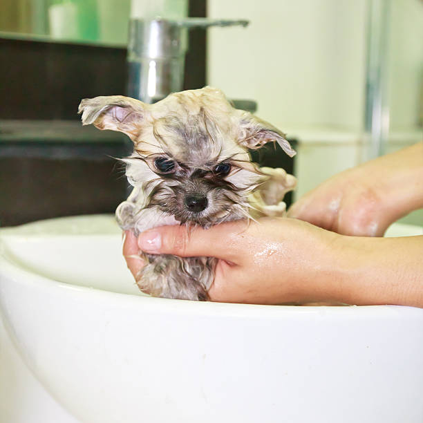 istock Puppy pomeranian 628650460