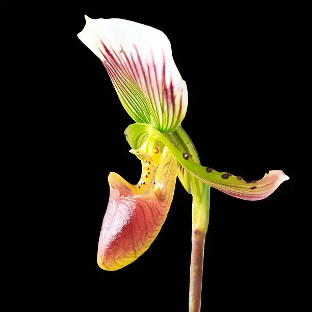 Beautiful nepenthe tropical carnivore plant
