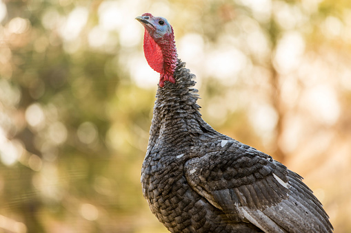Stock photo of a wild turkey in a wooded area during Autumn