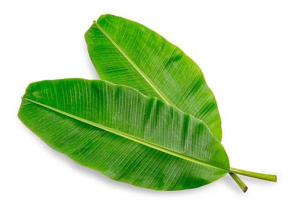 hoja de banana aislado sobre fondo blanco - banana tree fotografías e imágenes de stock