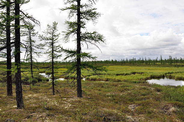 istock There is lake in the green meadow and pines. 628659640