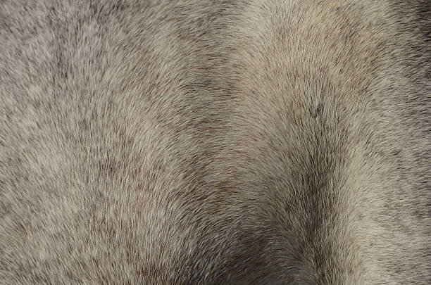 istock Siberian Husky dog's fur 628661182