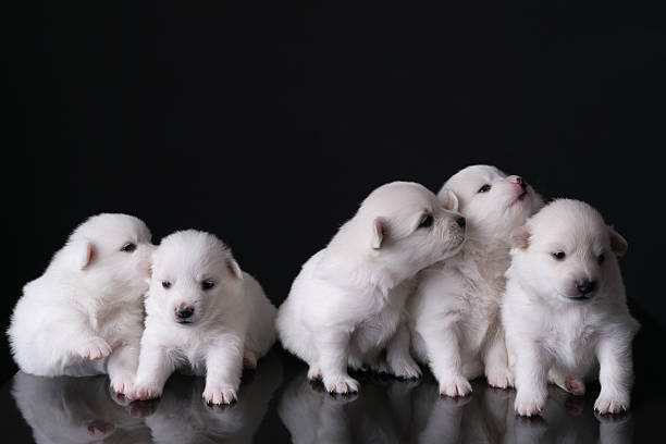 English pomeranian Puppies in a black background