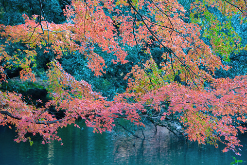 Maple of Japanese garden. Tokyo in December. Traditional Japanese landscape. A quiet scene.