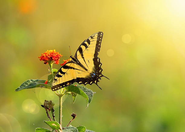 istock Vintage photo of butterfly 628662996