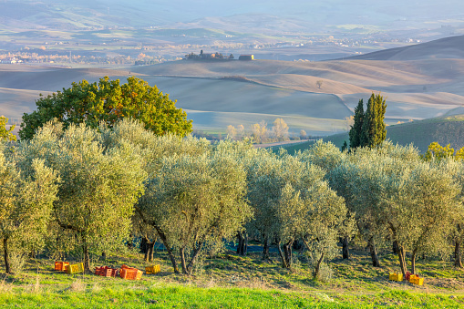 Olive trees plantation in harvesting time, autumn. Beautiful agricultural landscape, Mediterranean culture, Europe