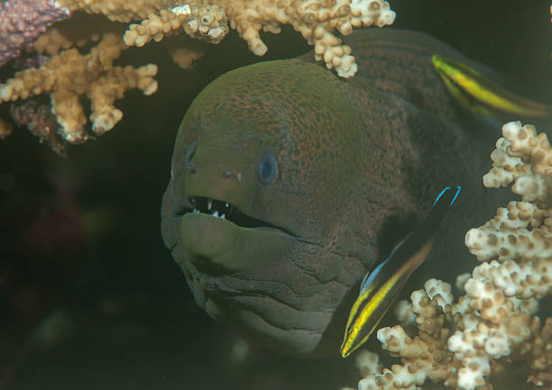  Giant Moray Eels  Gymnothorax javanicus cleaned by cleaner wrasse at cleaning station, Bali