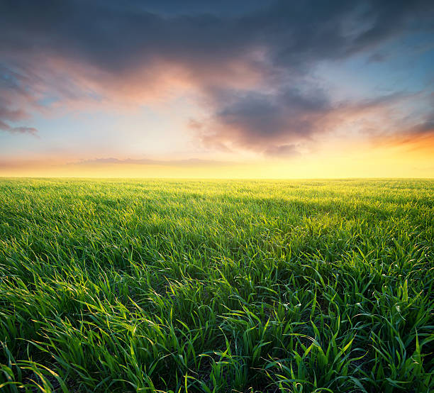 istock Agricultural landscape 628663422
