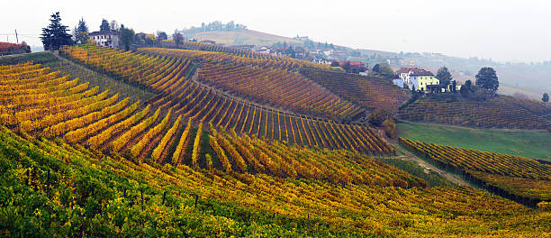 istock panorama of autumn vineyards 628663596