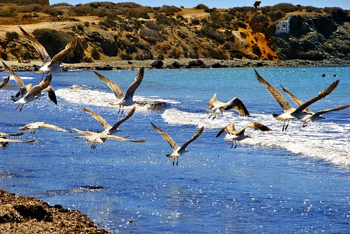 The seagulls flying and hunting in the sea