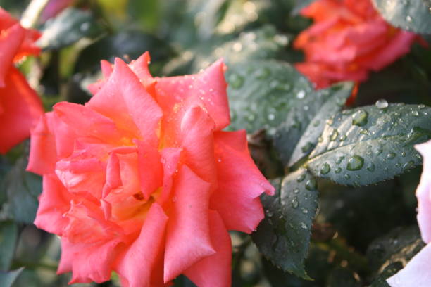istock Rose buds in the garden over natural background 628663882