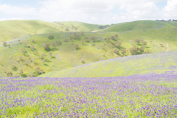istock Rolling Hills, Fields of Salvation Jane, Fleurieu Peninsula, Sou 628664850