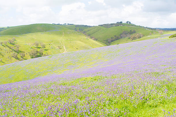 istock Lonely Cow, Rolling Hills,  Salvation Jane, Fleurieu Peninsula 628665048
