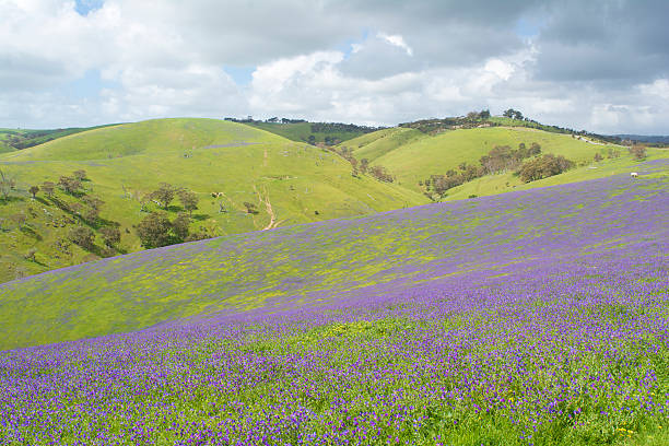 istock Rolling Hills, Fields of Salvation Jane, Fleurieu Peninsula, SA 628665480