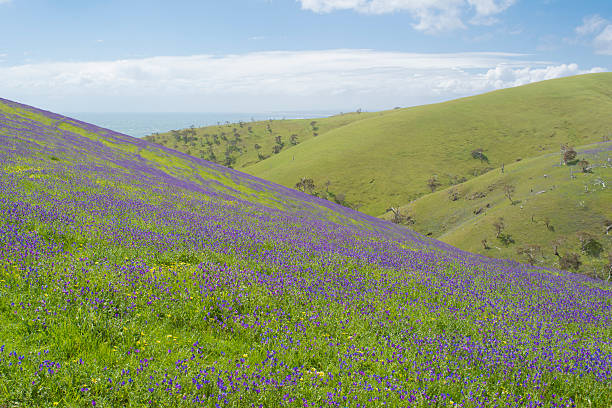 istock Fields of Salvation Jane, Ocean View, Fleurieu Peninsula 628665676