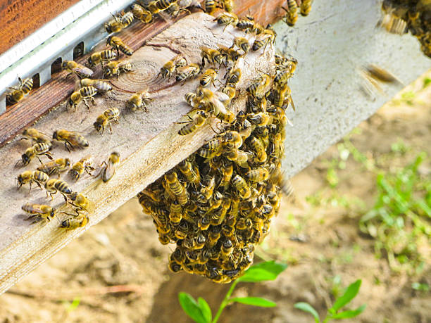 istock bees hanging from hive in hot weather 628695458