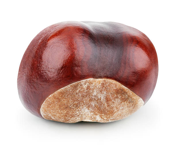 One chestnut on white One chestnut isolated on white background with clipping path chestnut isolated single object autumn stock pictures, royalty-free photos & images