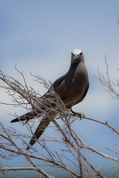 Brown Noddy, bird Brown Noddy, bird on a branch in the lagoon, French Polynesia, Tahiti brown noddy stock pictures, royalty-free photos & images