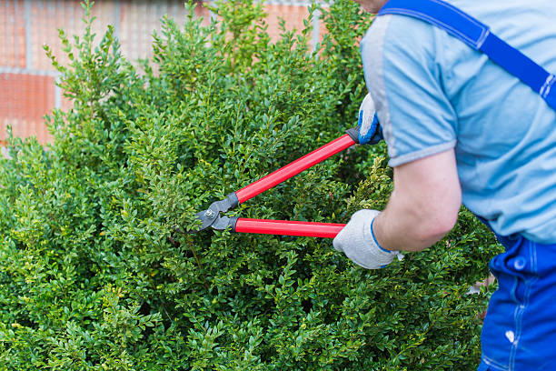 gardener trimmed boxwood stock photo