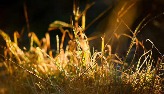 Grassblades at dawn