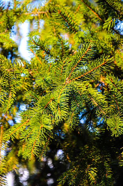 istock Close-up of the fir tree branch with a needles 628709448