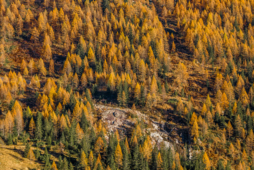 Green red and yellow autumn forest trees on the mountainside. Colorful texture.