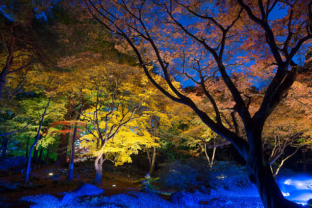 istock night-view of Maple in japan 628711242