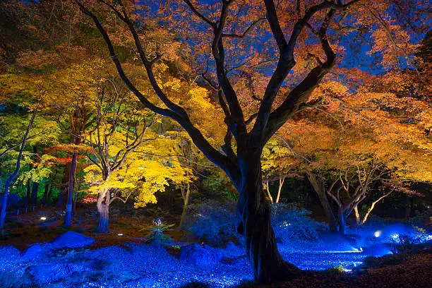 night-view of Maple in japan