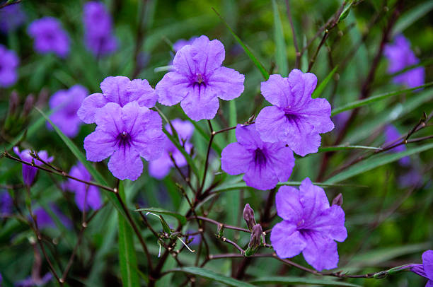 4,600+ Purple Jasmine Flower Stock Photos, Pictures & Royalty-Free