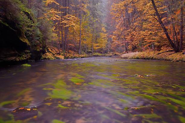 istock Autumn landscape, colorful leaves on trees, at river after rain 628712856