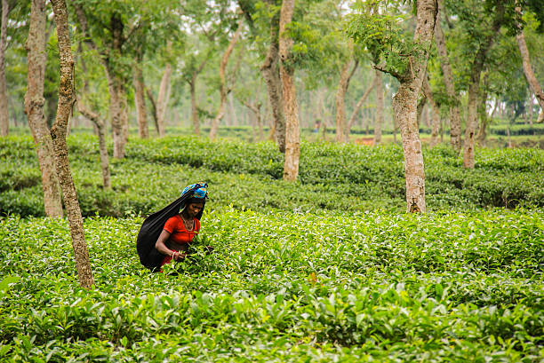 Tea picker harvesting tea in Srimangal, Bangladesh Srimangal, Bangladesh - May 24, 2013: A tea picker at work in a tea plantation in Srimangal, which is regarded as the tea capital of Bangladesh. sylhet stock pictures, royalty-free photos & images