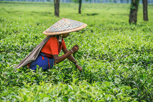 Tea picker harvesting tea leaves in Jaflong, Bangladesh Jaflong, Bangladesh - May 25, 2013: A tea picker harvesting tea leaves in a tea plantation in Jaflong, a hill station in the Division of Sylhet, northeast of Bangladesh. sylhet stock pictures, royalty-free photos & images