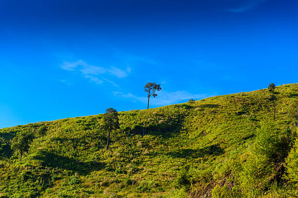 istock solitary tree on grassy hill and blue sky with clouds 628728856